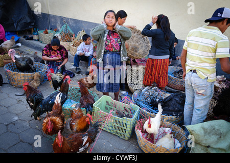 CHICHICASTENANGO, Guatemala - Una famiglia vende i polli e galli al mercato di Chichi. Chichicastenango è un indigeno città Maya nell'altipiano guatemalteco circa 90 miglia a nord-ovest di Città del Guatemala e ad una quota di quasi 6.500 piedi. È il più famoso per i suoi mercati di domenica e giovedì. Foto Stock