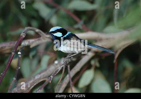 Superbo maschio fata wren su un ramo di albero Foto Stock