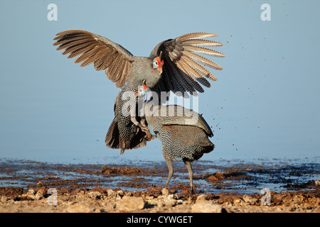 Due helmeted faraone (Numida meleagris) combattimenti, il Parco Nazionale di Etosha, Namibia Foto Stock