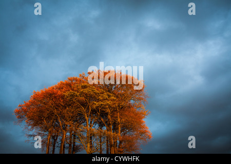Drammatico Paesaggio - ceduo di faggio autunnale contro la raccolta di storm cloud Foto Stock
