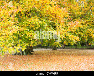 Colorato Foglie di autunno sugli alberi e la massa Foto Stock