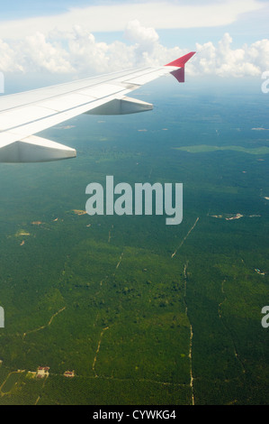 Olio di palma di piantagioni, Sabah Borneo Foto Stock