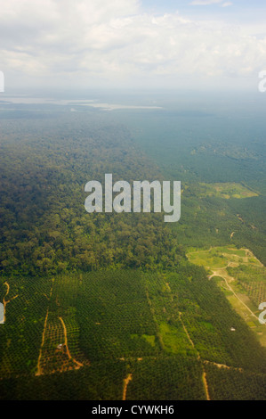 Olio di palma e piantagioni di foresta pluviale, Sabah Borneo Foto Stock