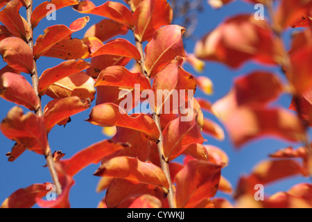 Arricciato (Mirto Lagerstroemia), foglie rosse in autunno. Foto Stock