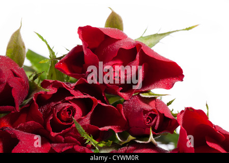 Rose rosse su sfondo bianco Foto Stock