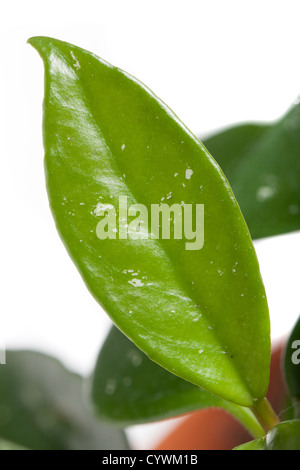 Waxplant, Porslinsblomma (Hoya carnosa) Foto Stock