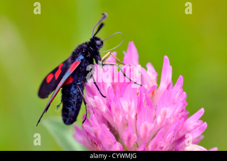 Primo piano del profilo butterfly cinque-spot Burnett (Zygaena trifolii) sul fiore di trifoglio Foto Stock