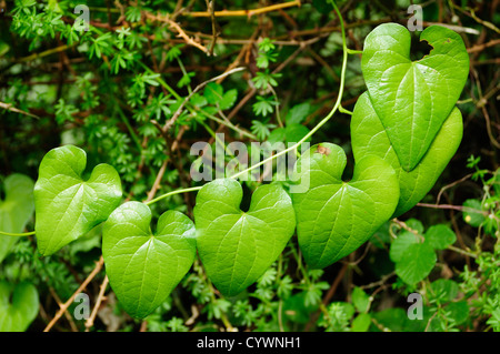 Bryony nero (Tamus communis) Foto Stock