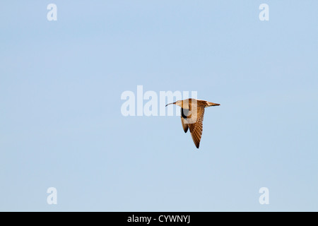 Whimbrel; Numenius phaeopus; in volo; Cornovaglia; Regno Unito Foto Stock