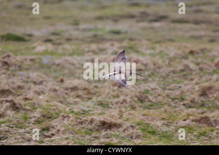 Whimbrel; Numenius phaeopus; in volo; Cornovaglia; Regno Unito Foto Stock