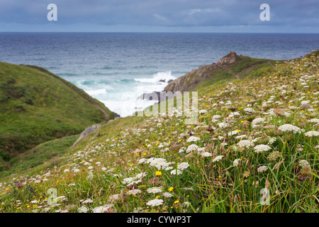 Wild carota; Daucus carota; Caerthillian; Cornovaglia; Regno Unito Foto Stock