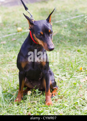 Cane Pinscher miniatura razza (Re dei giocattoli) seduta Foto Stock