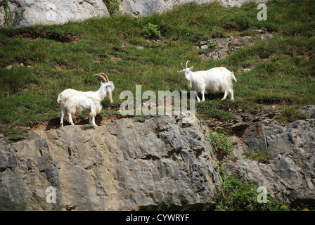 Due capre Kashmir su un lato montagna Foto Stock