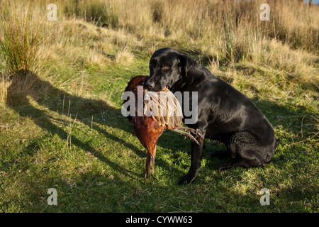 Il Labrador Cane azienda ucciso fagiano uccello del gioco dopo sparare nel trogolo di Bowland, Lancashire, Regno Unito Foto Stock