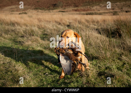 Il Labrador Cane azienda ucciso fagiano uccello del gioco dopo sparare nel trogolo di Bowland, Lancashire, Regno Unito Foto Stock