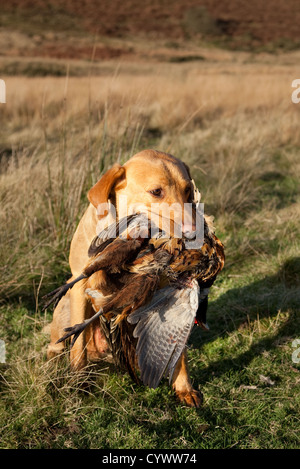 Il Labrador Cane azienda ucciso fagiano uccello del gioco dopo sparare nel trogolo di Bowland, Lancashire, Regno Unito Foto Stock