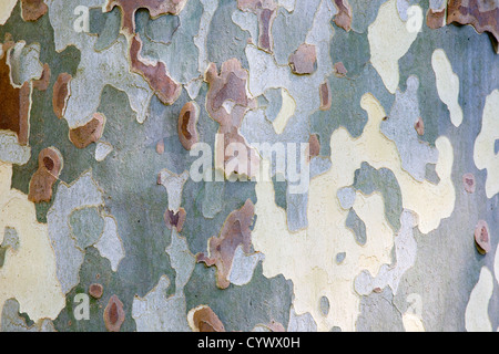 Piano di corteccia di albero di close-up Foto Stock