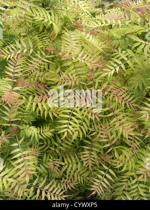 Sorbaria sobrifolia 'Sem' fogliame in primavera Foto Stock