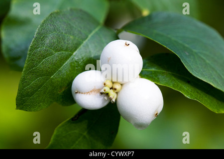 Symphoricarpos albus. Snowberry comune nella siepe. Foto Stock