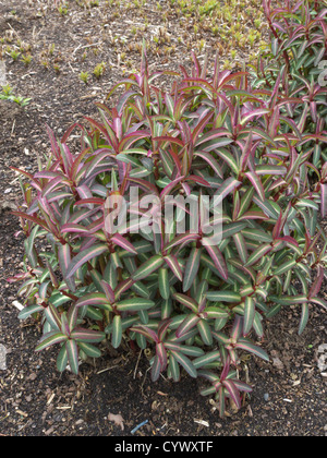 Excalibur ( Euforbia Euphorbia Excalibur " Froeup' ) Foto Stock