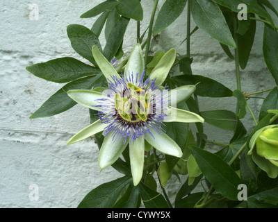 Comune di fiore della passione ( Passiflora caerulea ) in fiore Foto Stock