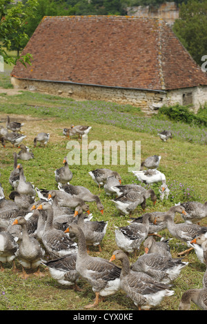 Agriturismo le oche grigie in Dordogne, Francia Foto Stock