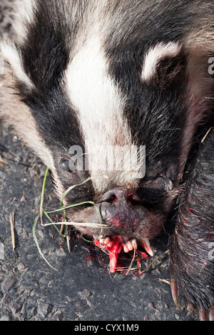 Dead Badger in strada dopo deing colpita dalla vettura Foto Stock