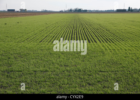 Appena germogliato frumento invernale, Autunno Saginaw County, Michigan STATI UNITI Foto Stock