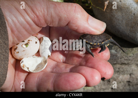 Testuggine palustre Emys orbicularis.Hatchling tenuto in mano con un uovo non tratteggiata e shell resti da questo la schiusa. Allevati in cattività. Foto Stock