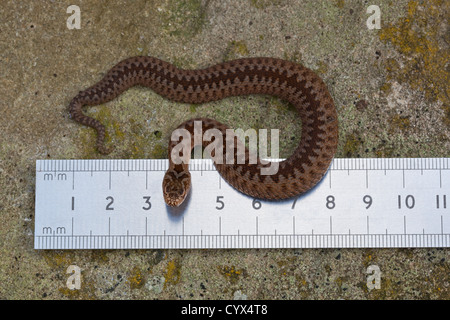 Il sommatore (Vipera berus). Di recente i giovani nati a fianco di una metrica regola. Misurare 160mms linea diritta, la punta del naso alla punta della coda. Foto Stock