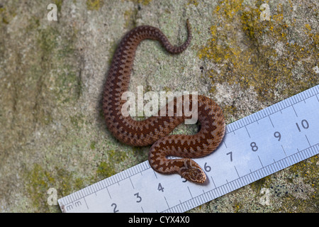 Il sommatore (Vipera berus). Di recente i giovani nati a fianco di una metrica regola. Misurare 160mms linea diritta, la punta del naso alla punta della coda. Foto Stock