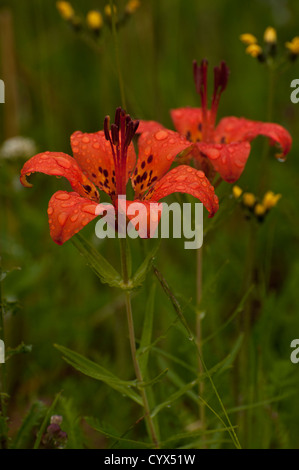 Michigan Lily (Lilium michiganense), Bruce Peninsula, Ontario, Canada. Foto Stock