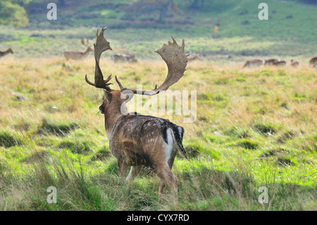 Fallow cervo buck (dama dama) con un bel set di antlers che tengono un orologio sulle fa nel suo gregge durante la stagione di rut o di accoppiamento, Petworth, Inghilterra, UK Foto Stock