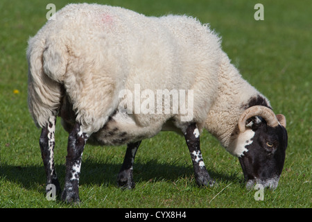 Scottish Blackface pecora (Ovis aries). Il pascolo breve cotica erbosa. Iona, Ebridi Interne, SW in Scozia. Foto Stock