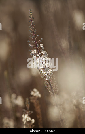 Fioritura Squill mare, (Drimia maritima) Israele, autunno Settembre Foto Stock