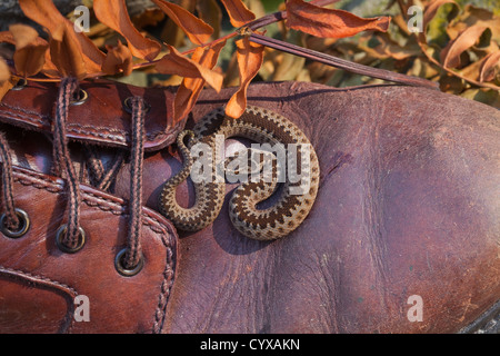 Il sommatore o Northern Viper (Vipera berus). Appena nati i giovani su un uomo in pelle scarpa a piedi. Foto Stock