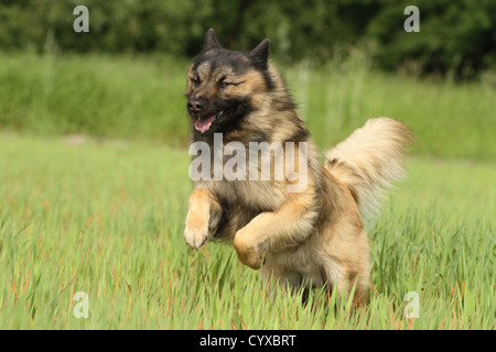 Esecuzione di Eurasier Foto Stock