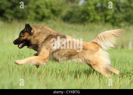 Esecuzione di Eurasier Foto Stock