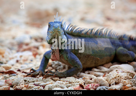 Iguana sulla porta Marie sulla spiaggia di Curacao Foto Stock