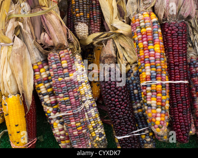 Pila di mais ornamentali Foto Stock