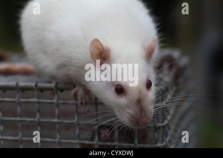 Domestico ratto albino (Rattus norvegicus). Femmina adulta sulla parte superiore di un laboratorio gabbia di contenimento. Foto Stock