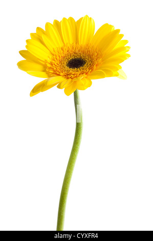 Gerbera gialla fiore isolato su sfondo bianco Foto Stock