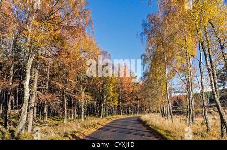 Le betulle la linea B970 in Rothiemurchus Highland Scozia su una soleggiata giornata autunnale. Foto Stock