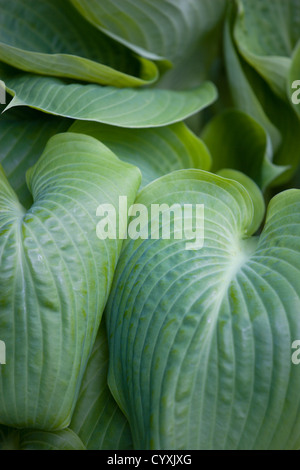 Piante, Hosta, somma e sostanza, grande cuore verde a forma di foglie di piantaggine lily. Foto Stock