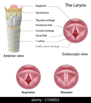 Anatomia della laringe Foto Stock