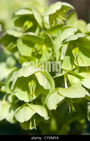 Piante e fiori, Helleborus, di colore verde pallido Veratro fioritura o rosa quaresimale. Foto Stock