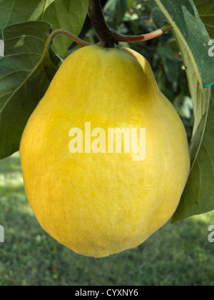 A pera, colore giallo, mela cotogna (Cydonia oblonga) frutta sugli alberi, stagione autunnale. Foto Stock
