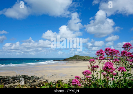 Porthmeor Beach, St. Ives, Cornwall Regno Unito. Colorato di rosa piante di valeriana. Foto Stock