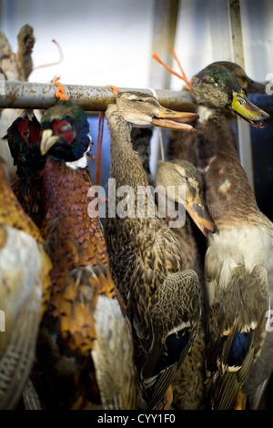 Le anatre e fagiani appesa in un mercato Foto Stock