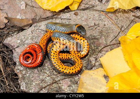 Anello serpente a collo alto Diadophis punctatus Chiricahua Mountains, Cochise County, Arizona, Stati Uniti 19 ottobre adulto Colubridae Foto Stock